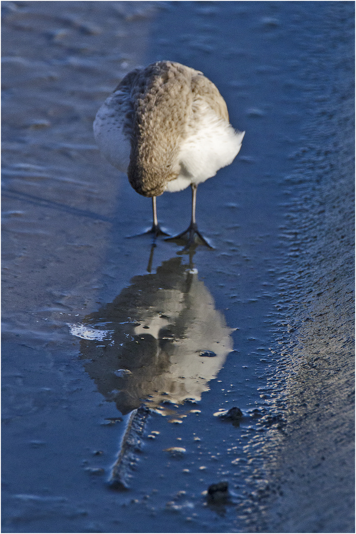 "Spieglein, Spieglein . . .?" - Alpenstrandläufer (Calidris alpina) bei . . .