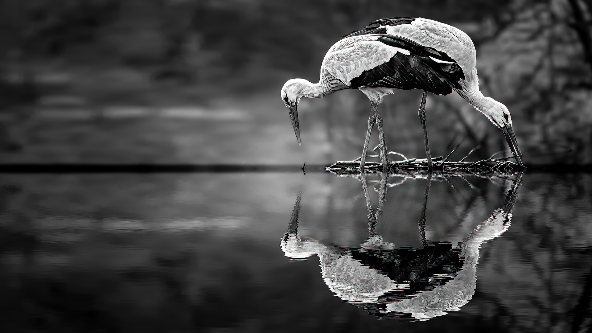 "Spieglein, Spieglein am See: Zwei Störche, eine Liebe, die Wellen schlägt"