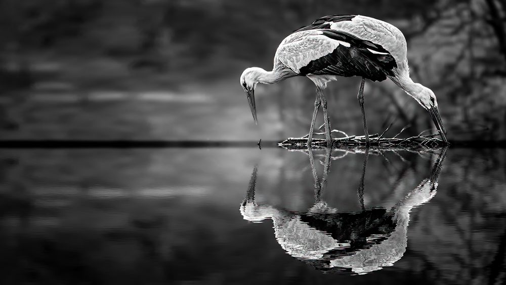 "Spieglein, Spieglein am See: Zwei Störche, eine Liebe, die Wellen schlägt"