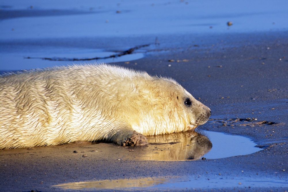 Spieglein, Spieglein an dem Strand . . . .