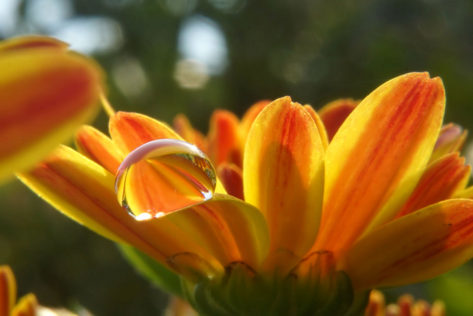 Spieglein, Spieglein an der Aster ...