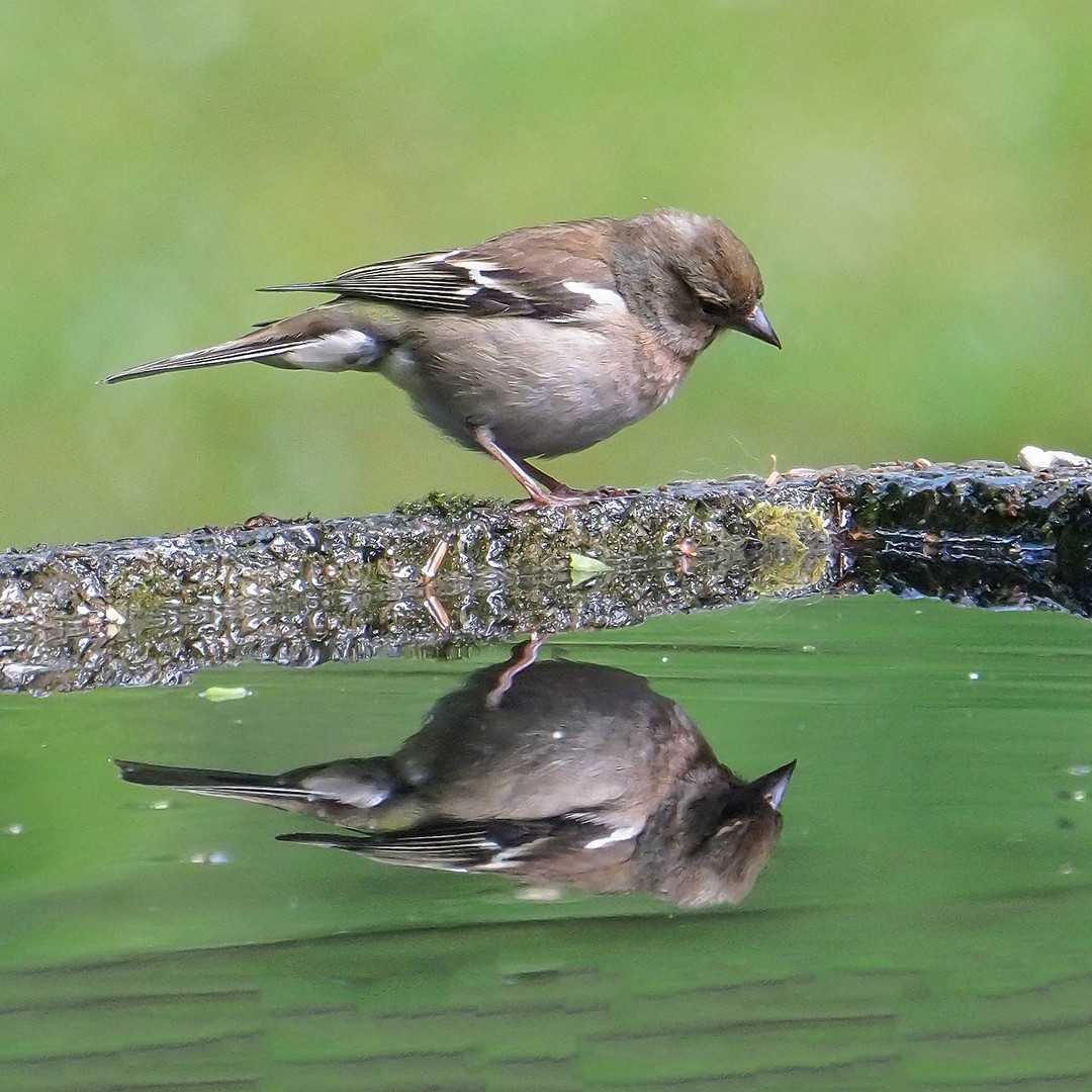 spieglein, spieglein an der wand......