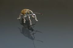 "Spieglein, Spieglein an der Wand..."