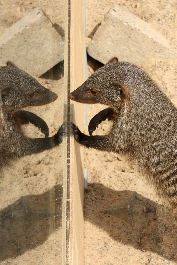 Spieglein, Spieglein an der Wand ...