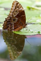 Spieglein - Spieglein an der Wand ....