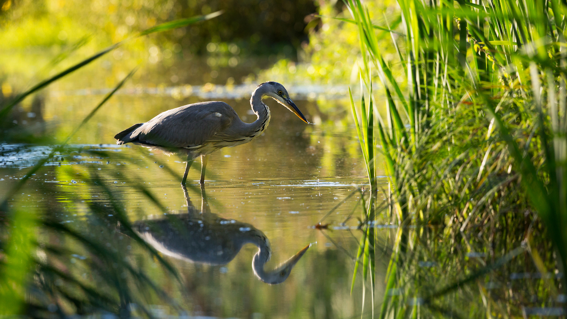 Spieglein Spieglein an der Wand wer ist der Beste Fischer im Land