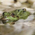 Spieglein, Spieglein an der Wand, wer ist der schönste Frosch im Land?