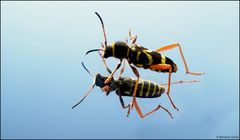Spieglein-Spieglein an der Wand ...wer ist der schönste Käfer im Land