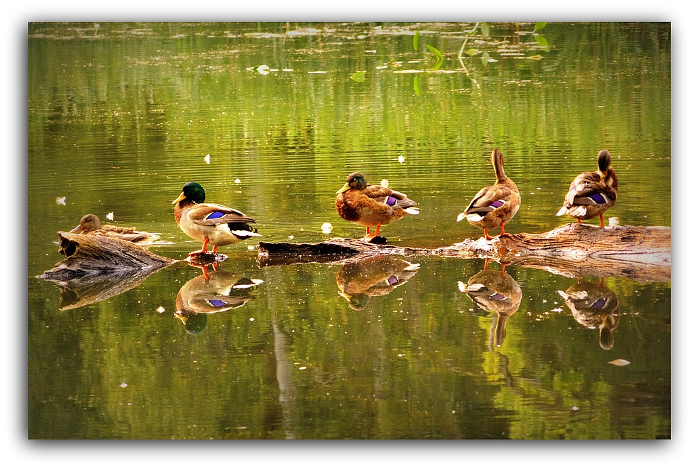 Spieglein, Spieglein an der Wand...WER ist denn jetzt die Schönste im Land ;)