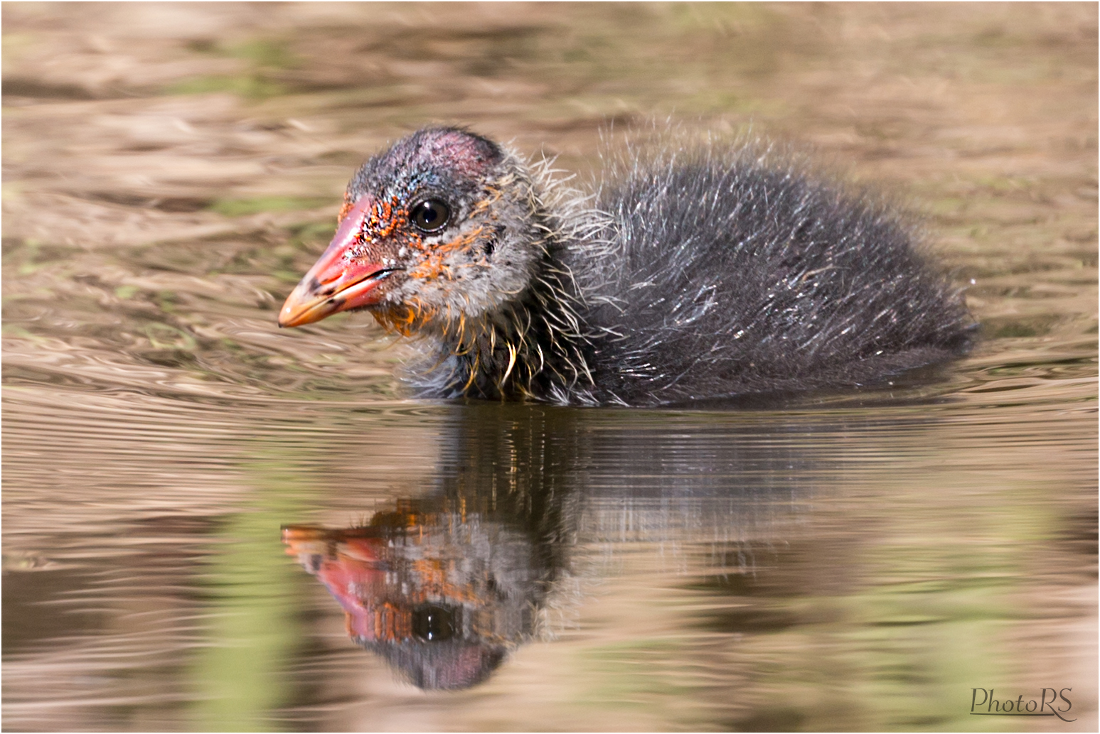 Spieglein Spieglein an der Wasseroberfläche.....wär ist die Schönste....