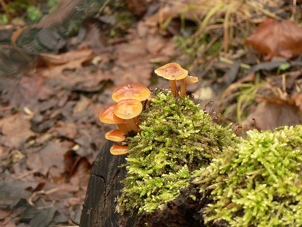 Spieglein, Spieglein auf dem Pilz