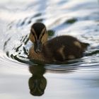 Spieglein, Spieglein auf dem See...