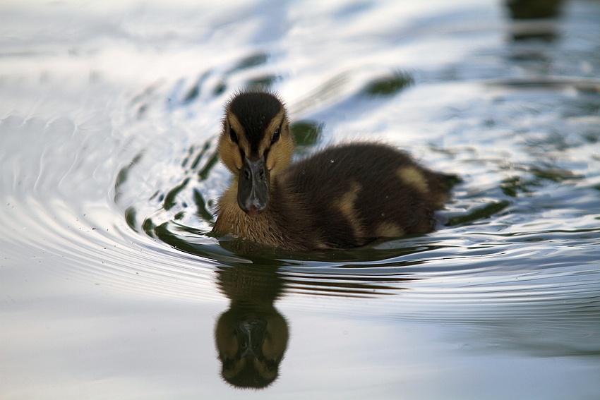 Spieglein, Spieglein auf dem See...