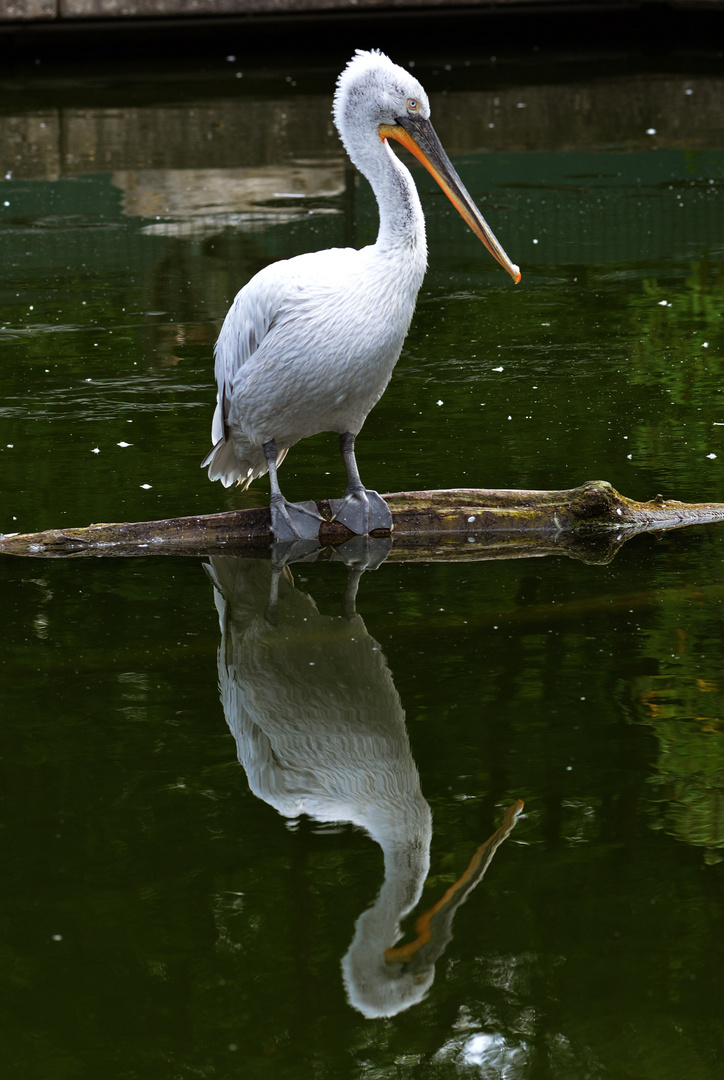 Spieglein, Spieglein auf dem See..