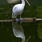 Spieglein, Spieglein auf dem See..