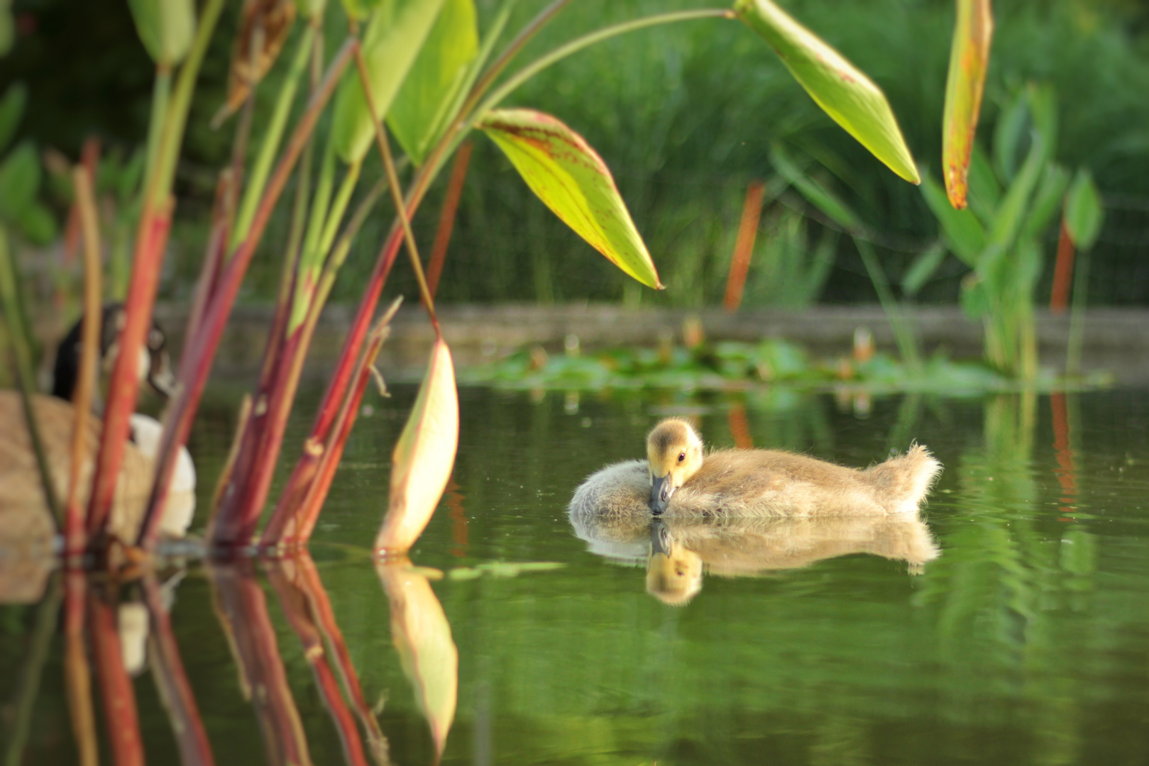 Spieglein Spieglein auf dem Teich