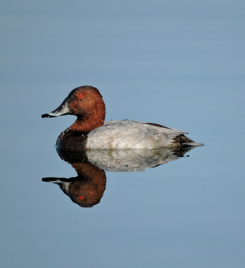 Spieglein Spieglein auf dem Wasser