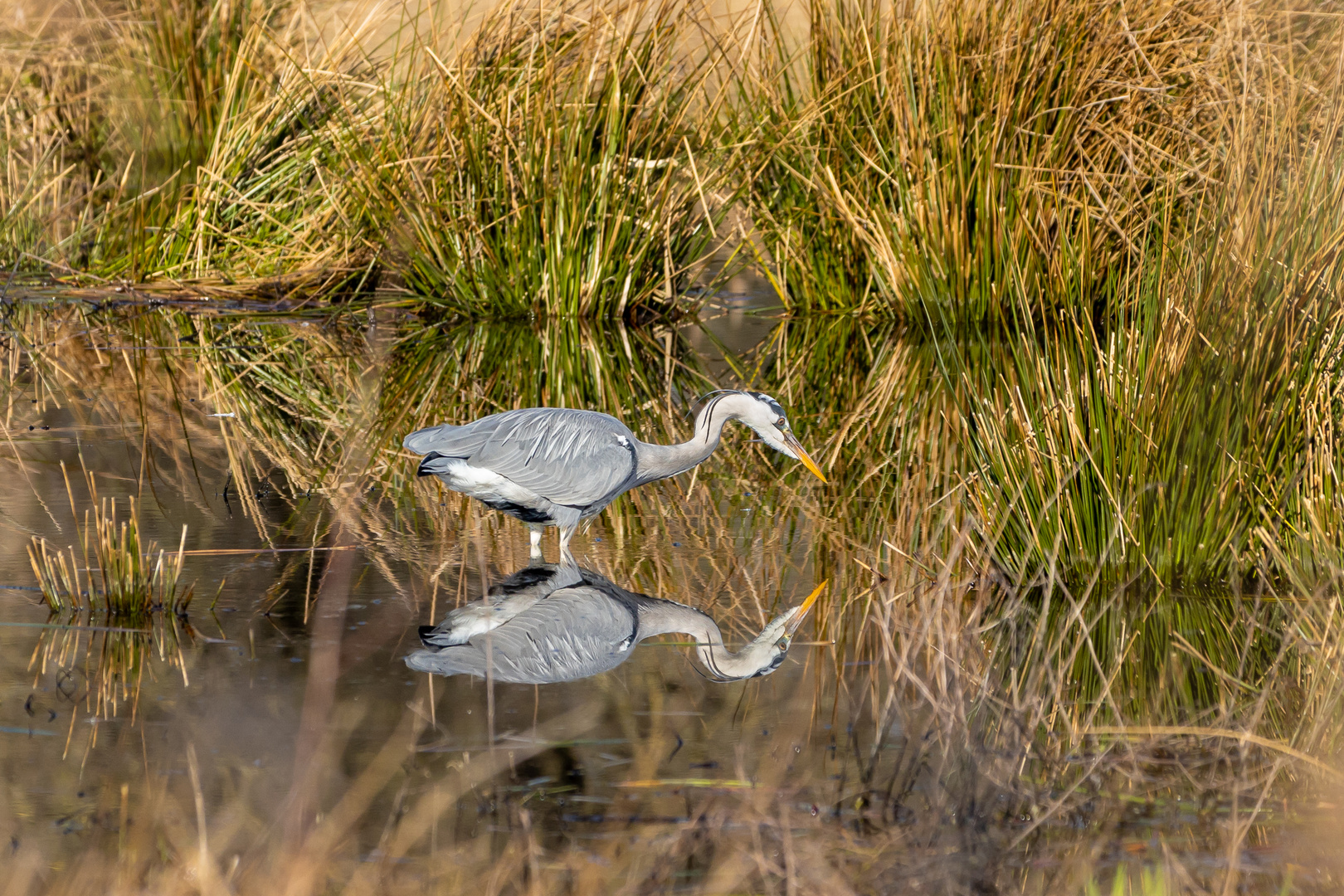 Spieglein Spieglein auf dem Wasser...