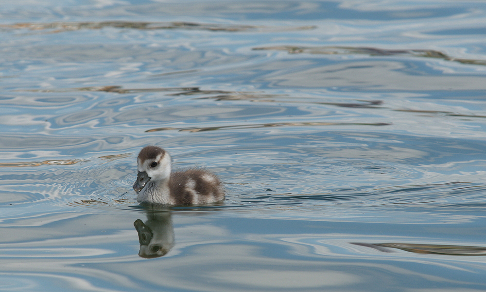 Spieglein Spieglein auf dem Wasser, wer ist die schönste Ente