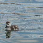 Spieglein Spieglein auf dem Wasser, wer ist die schönste Ente