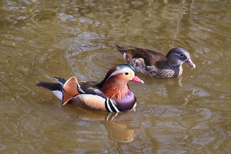 Spieglein Spieglein auf dem Wasser wer ist die schönste Ente auf dem Teich