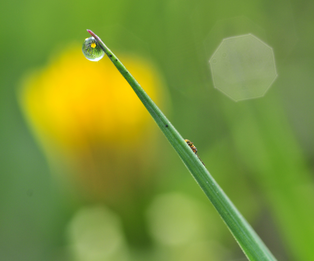 Spieglein, Spieglein auf der Wiese