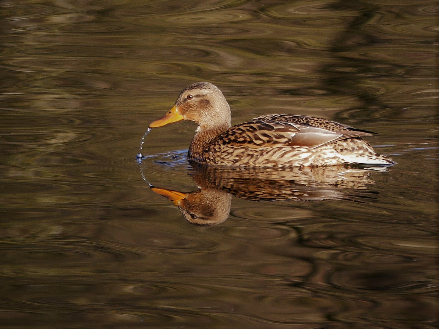 Spieglein, Spieglein