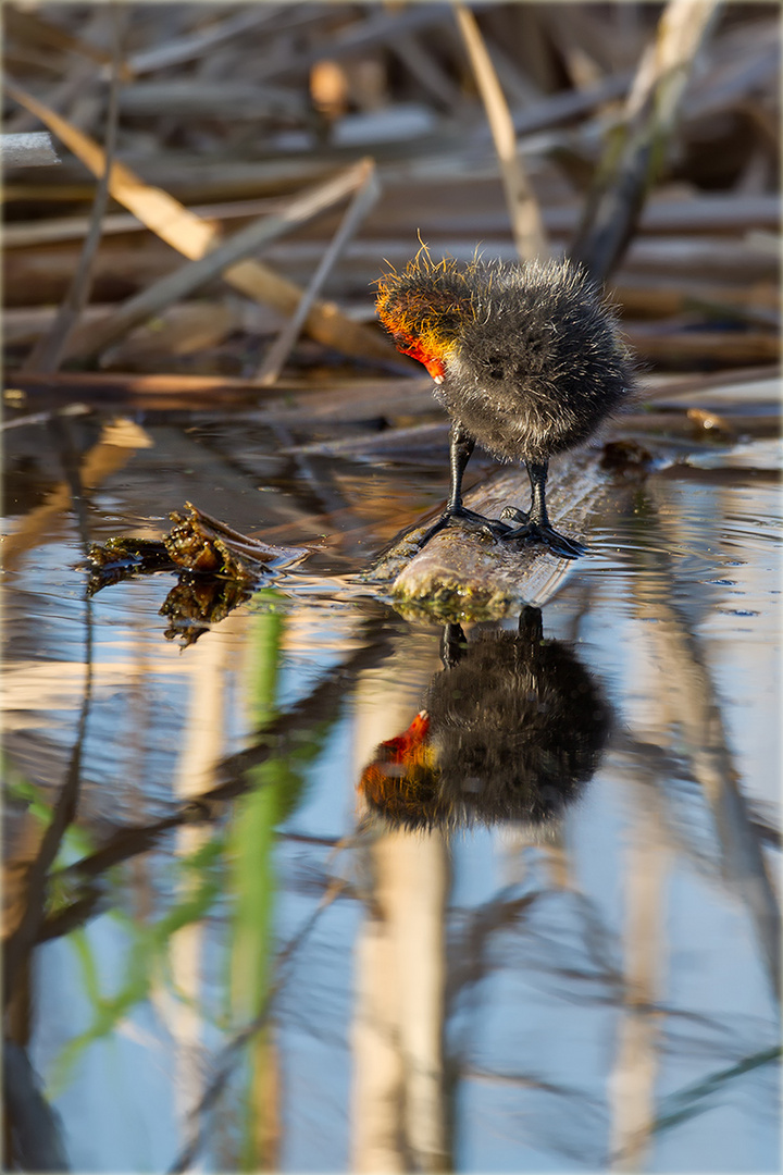 Spieglein, Spieglein... :-)