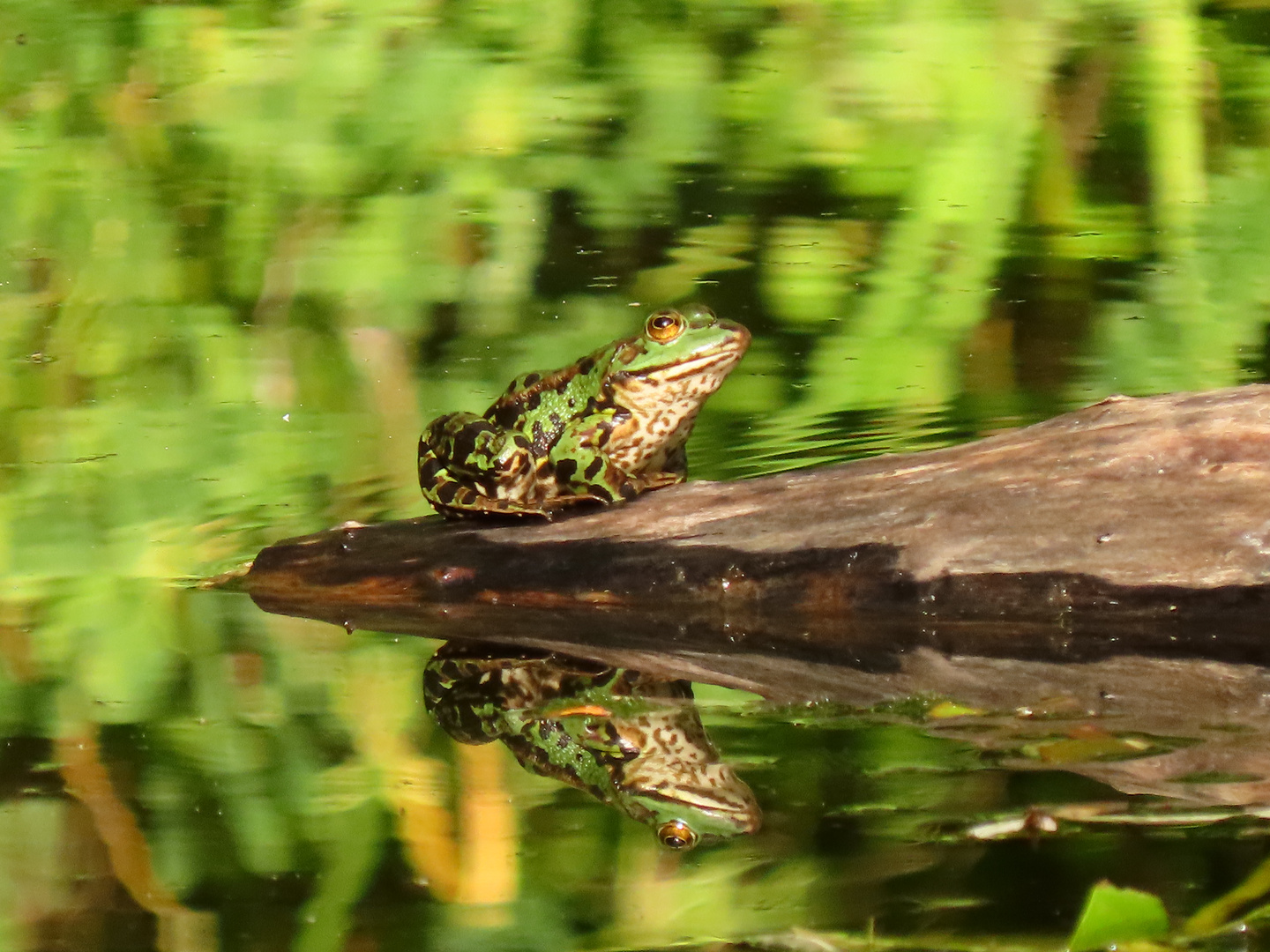 Spieglein, Spieglein...