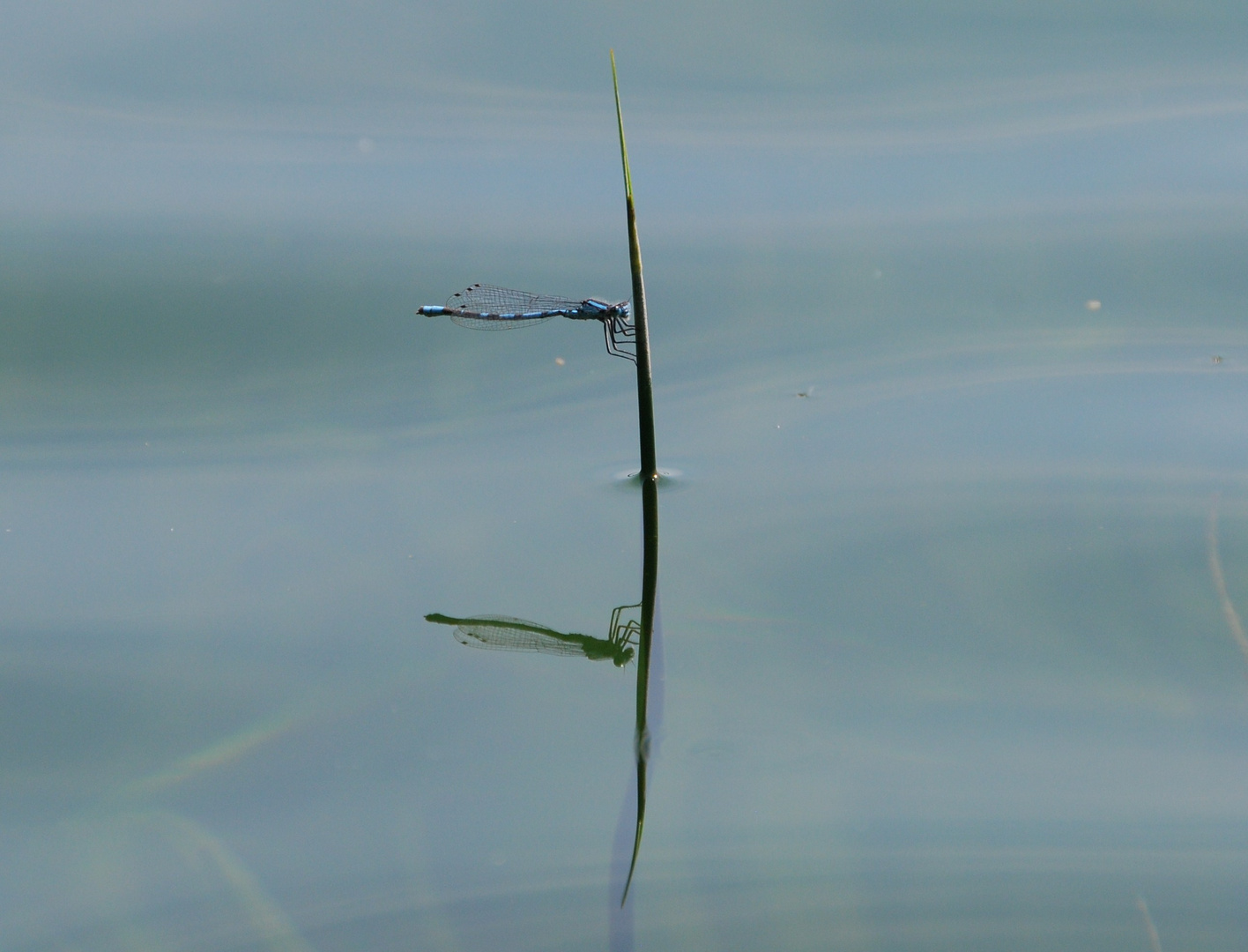 spieglein, spieglein da im see, wer ist die schönste .................