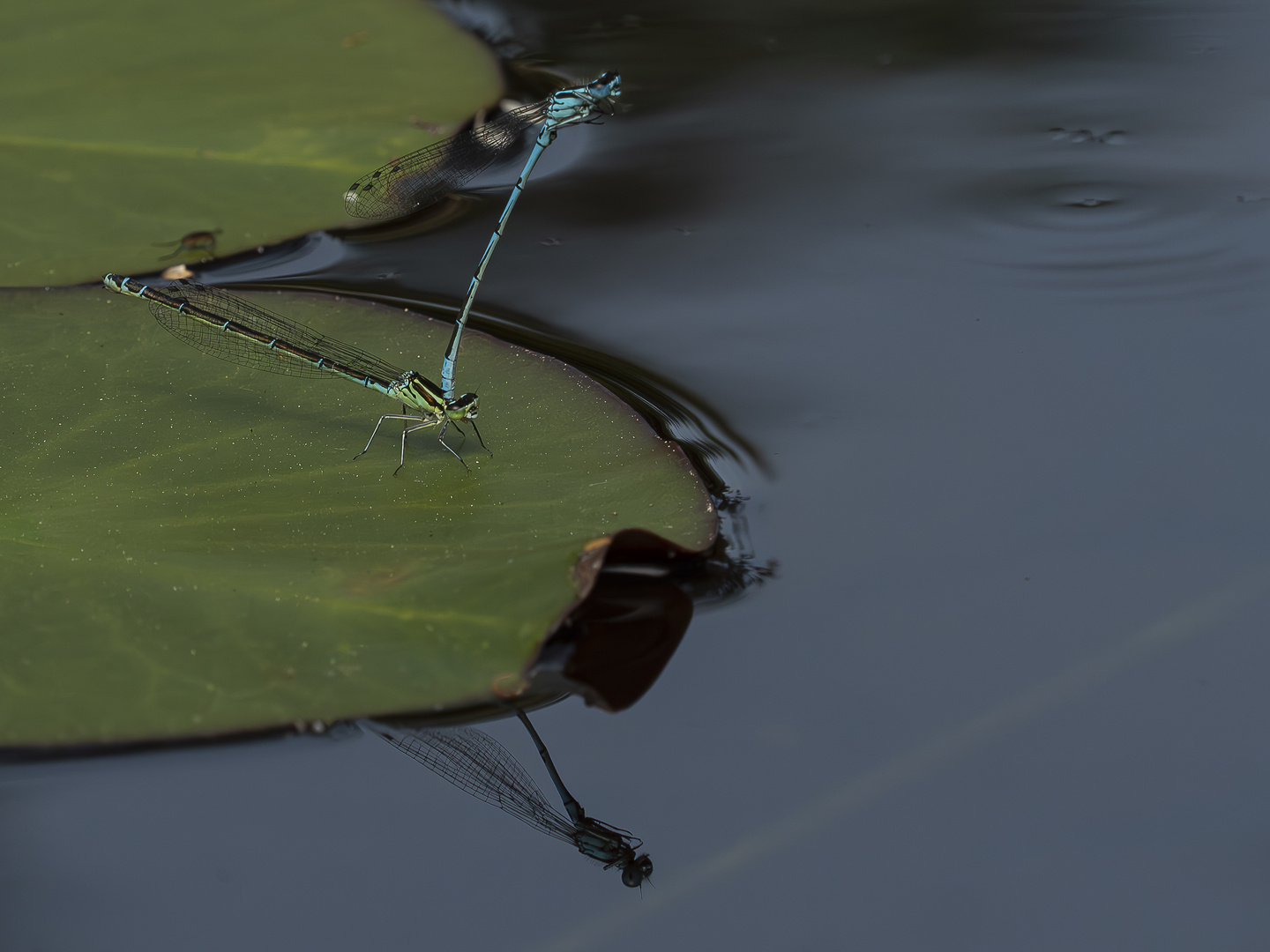 Spieglein, Spieglein, du im Teich, .... 