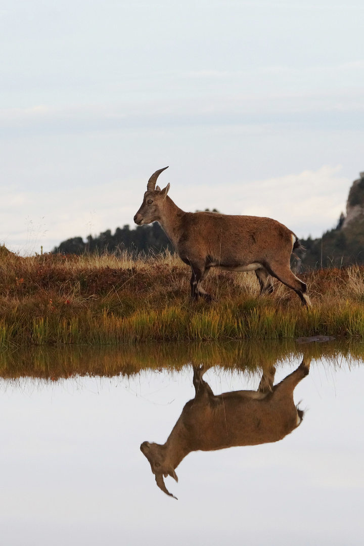 Spieglein, Spieglein...