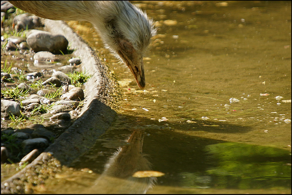 Spieglein, Spieglein