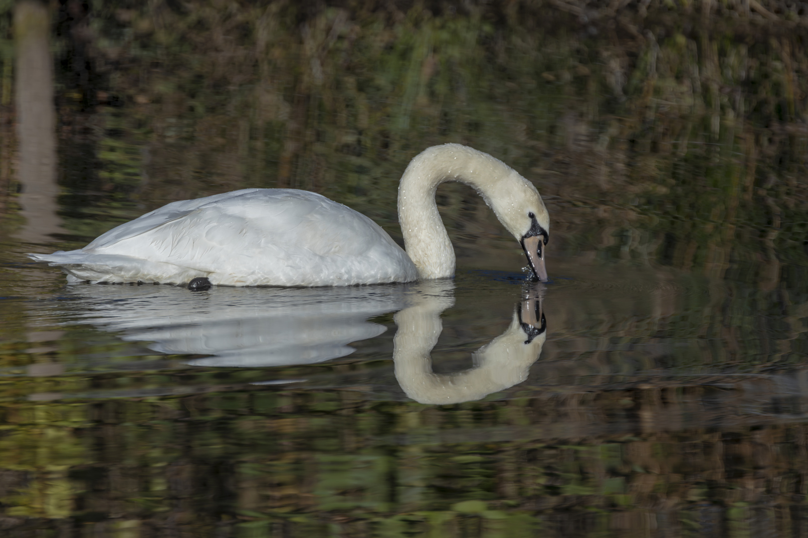 Spieglein, Spieglein,...