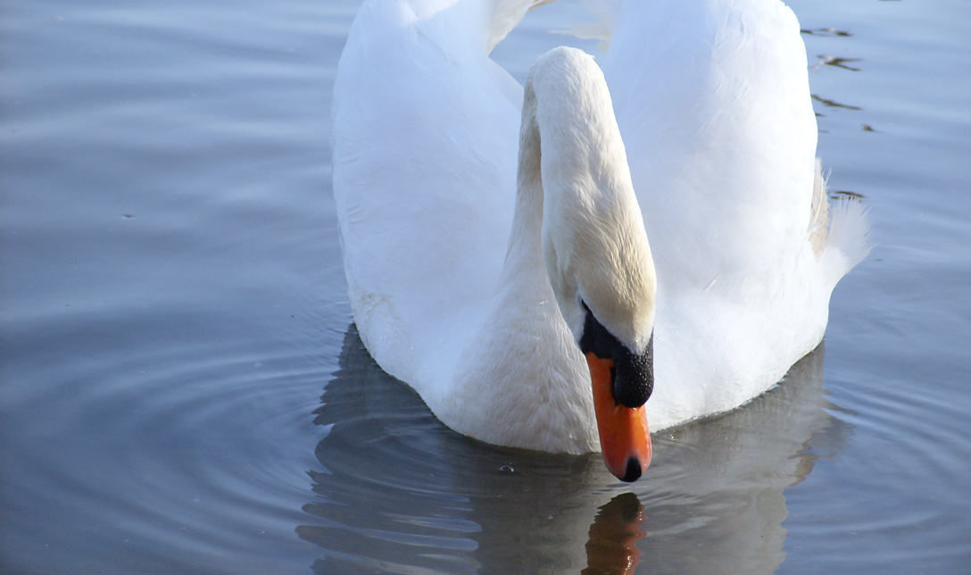 Spieglein, Spieglein ...