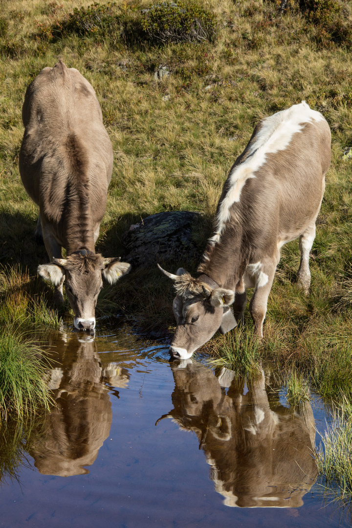 Spieglein, Spieglein ...