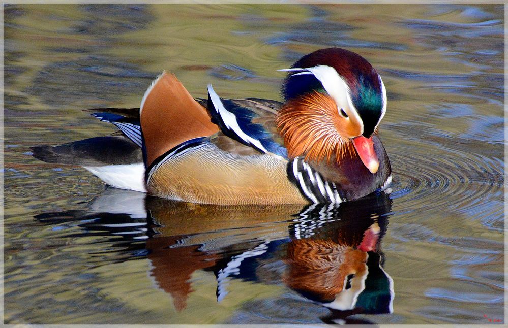 Spieglein Spieglein.... Foto & Bild natur, landschaft, nrw Bilder auf