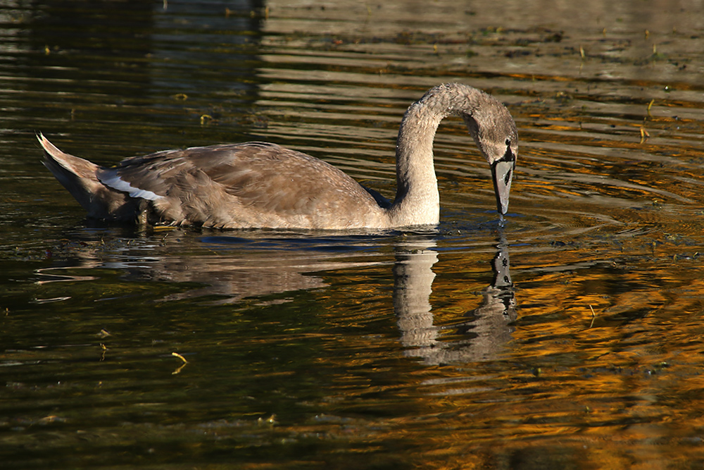 Spieglein, Spieglein hier im Weiher........