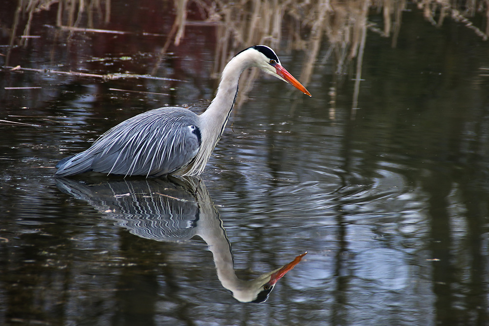 Spieglein, Spieglein hier im Weiher