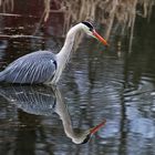 Spieglein, Spieglein hier im Weiher