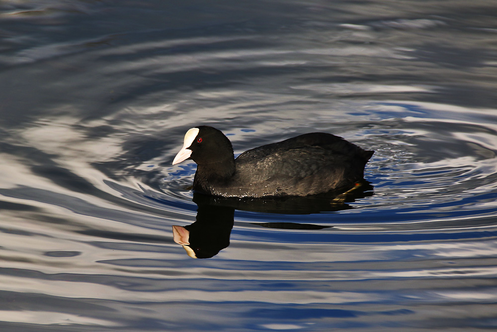 Spieglein, Spieglein hier im Weiher......