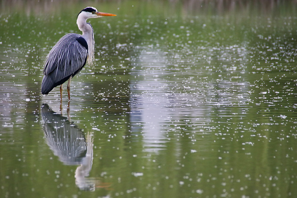 Spieglein, Spieglein hier im Weiher