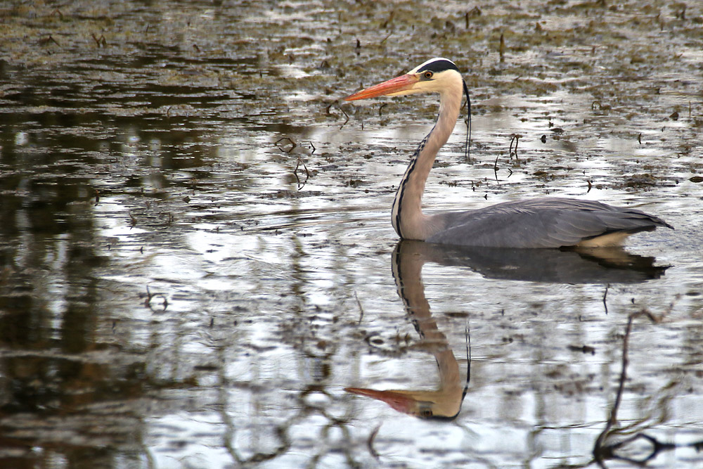 Spieglein, Spieglein, hier im Weiher....