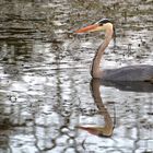 Spieglein, Spieglein, hier im Weiher....