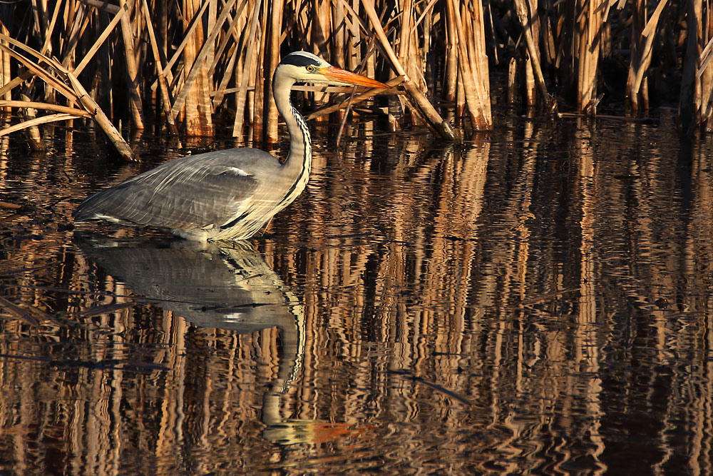 Spieglein, Spieglein hier im Weiher