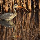 Spieglein, Spieglein hier im Weiher