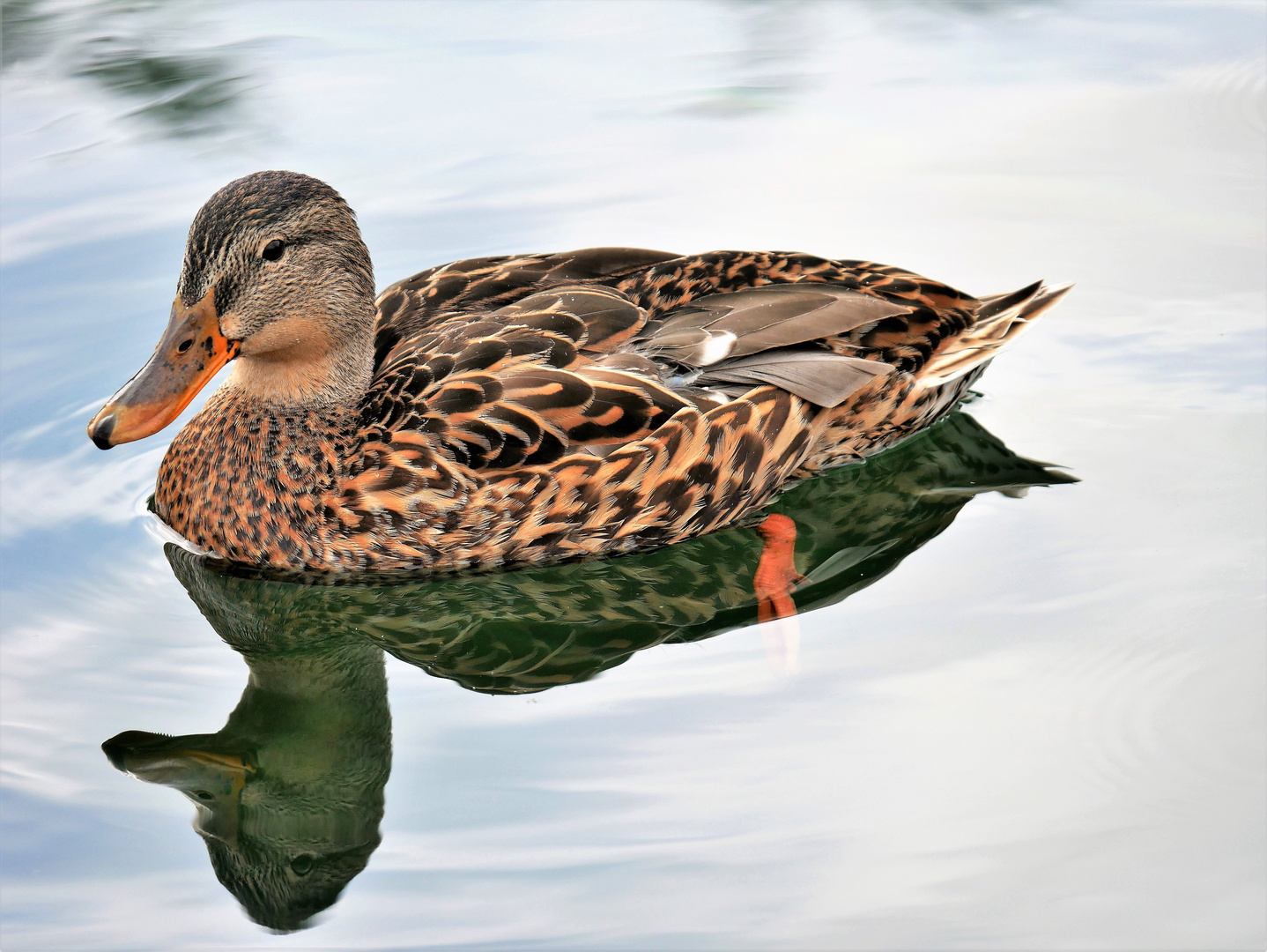 Spieglein, Spieglein im See...