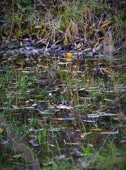 spieglein spieglein ... im Wald