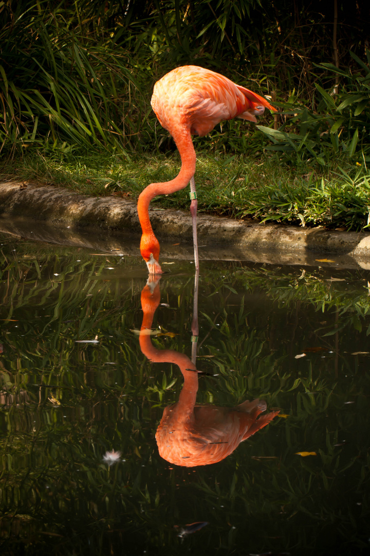 Spieglein Spieglein im Wasser...