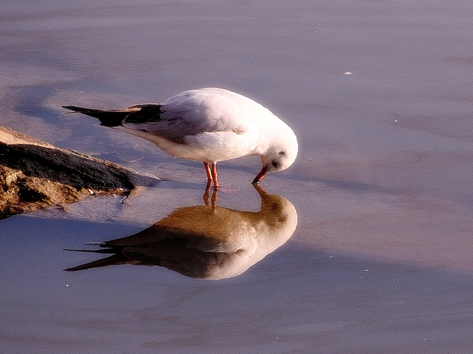 Spieglein, Spieglein im Wasser